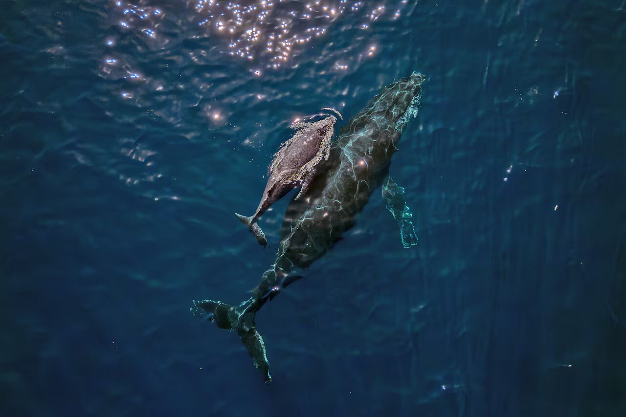 caractéristiques - Le chant des baleines montre des 'caractéristiques' du langage humain
