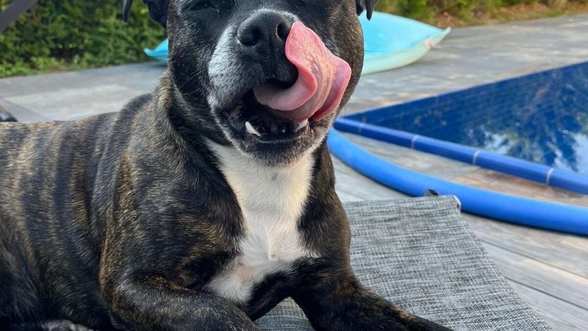 Tupperware - « Comment Kobaka Réinvente Les Réunions Tupperware Pour Chats Et Chiens En Eure-et-Loir »