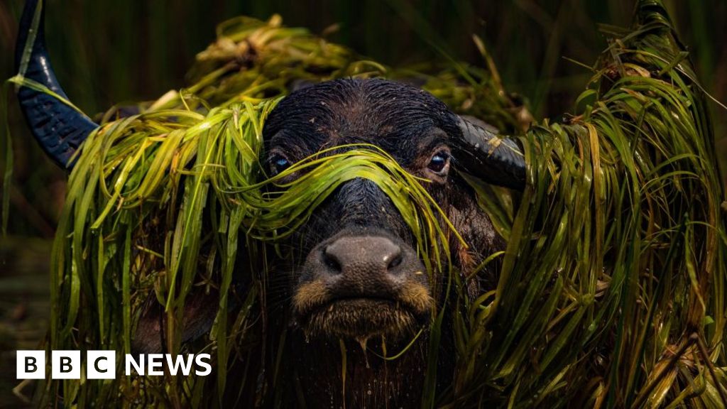 Prix - Prix de Photographie Nature Infocus 2024 : Léopards, Requins et Araignées
