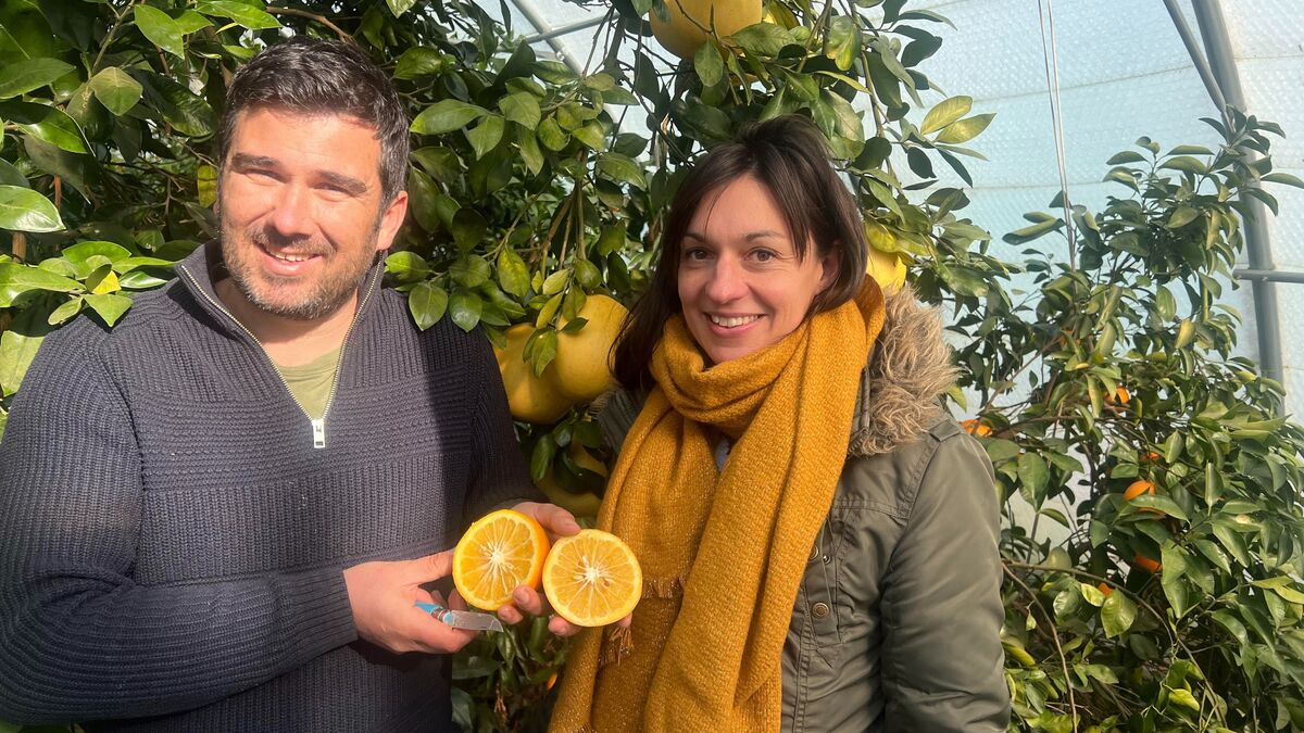 agrume - Citrons Meyer, Yuzus, Kumquats… Découvrez pourquoi ce village du Roussillon est le royaume des agrumes