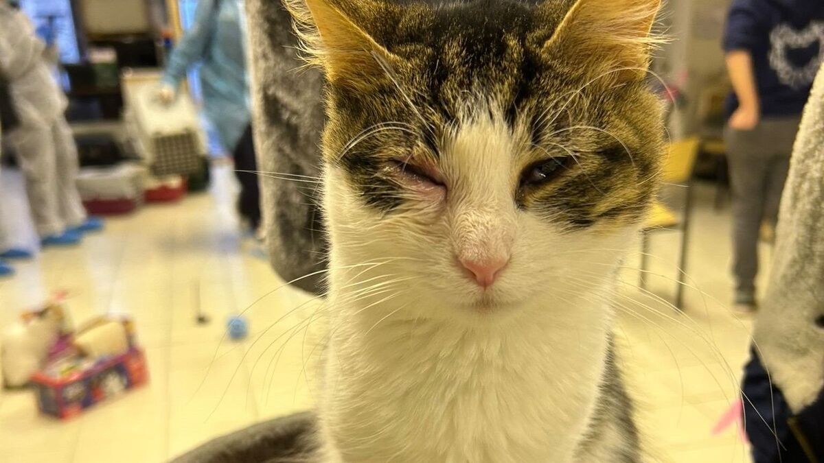 Chats - Déshydratés, Yeux Crevés, Agonisants… 200 Chats Secourus d’un Refuge du Val-de-Marne Soupçonné de Maltraitance
