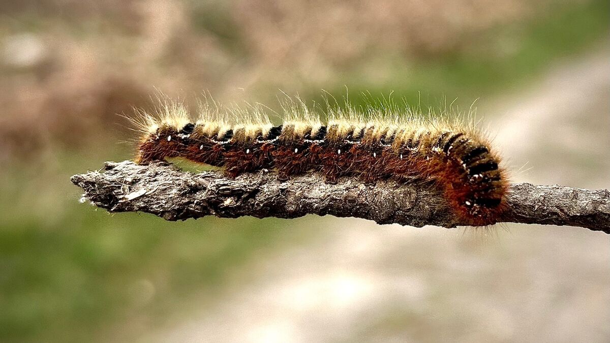 Symptômes - Les Chenilles Processionnaires Sont de Retour : Quels Symptômes Doivent Alerter ?