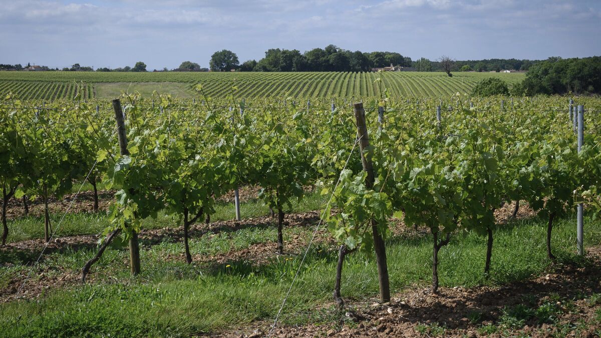 Cognac - Eaux-de-vie de Cognac : Vignes arrachées, mais rendement conservé et charges abaissées