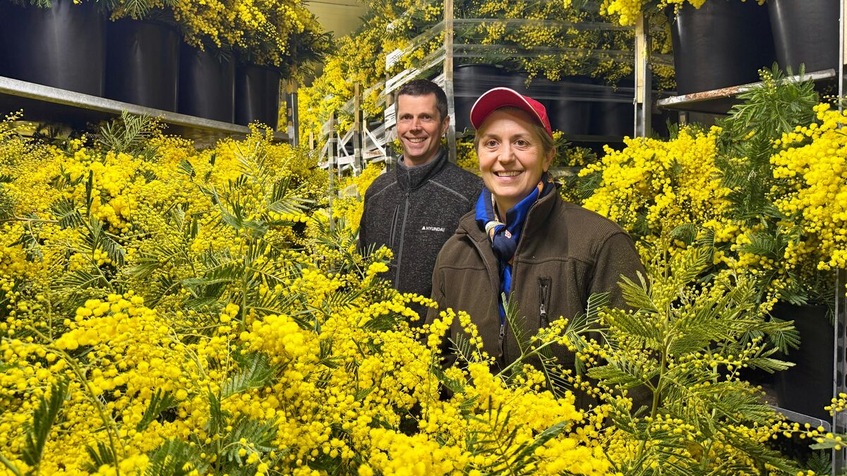 Mimosa - « Cultivé sans traitement, sans engrais, l’hiver » : Le Mimosa résiste sur la Côte d'Azur