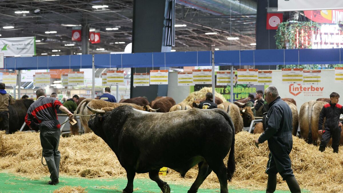 Salon - Prix du billet, horaires et concours de choucroute : Tout ce qu'il faut savoir sur le Salon de l'Agriculture 2025