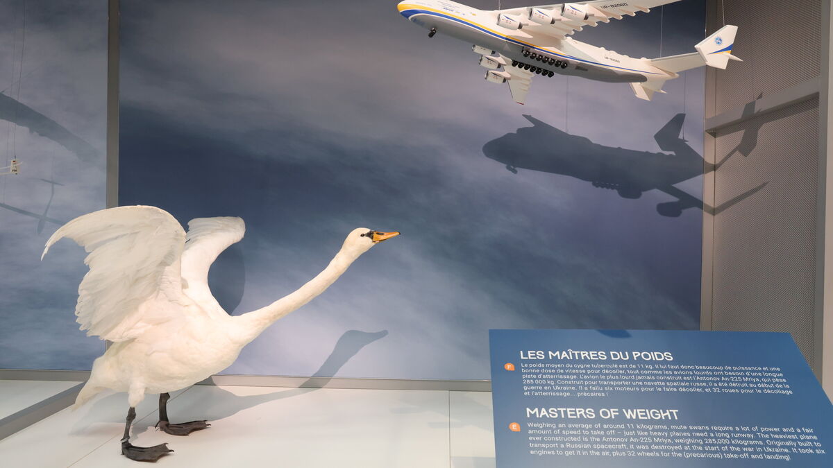 Musée - « Flight » : L’exposition qui s’élève au Musée de l’Air et de l’Espace