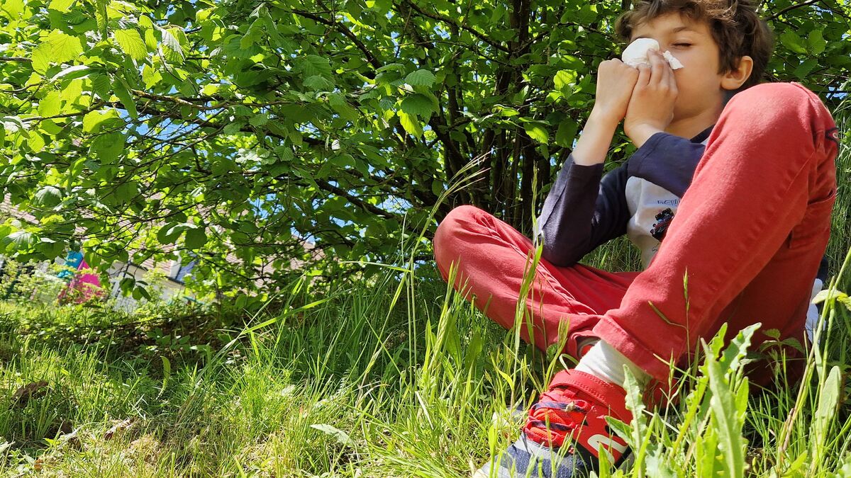 Allergies - Allergies aux pollens : 75 % du pays sous alerte rouge