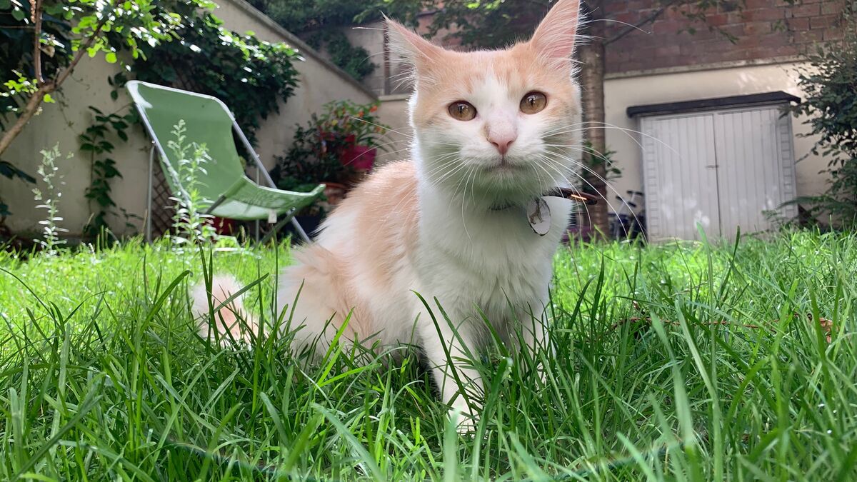 chats - Interdire les chats à l'extérieur des maisons ? L'Écosse rejette la proposition des experts pour protéger la faune sauvage.