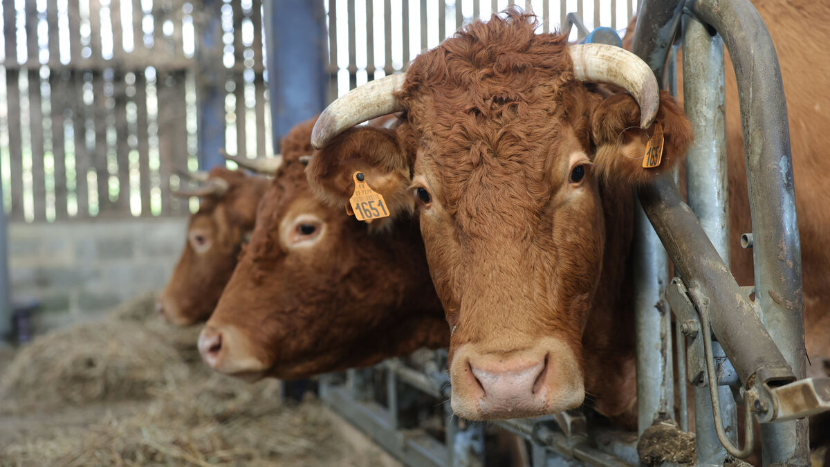 Loi - Loi Agricole : Origine des denrées, atteintes à l’environnement… Découvrez le contenu du texte en cours d’adoption