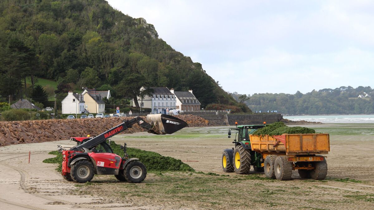 Algues - Une Autopsie Introuvable : L'État Sous Pression Face Aux Algues Vertes Dans Un Nouveau Conflit En Bretagne