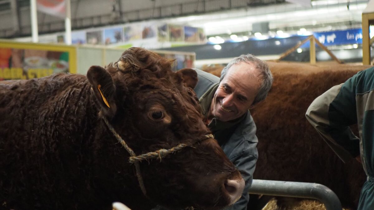 vache - De la Corrèze à Paris : Découvrez l'envers du décor du Salon de l'agriculture avec la vache Marmotte