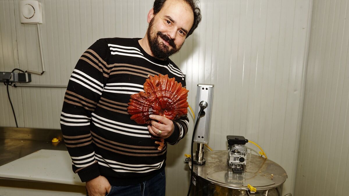 champignon - Dans l'Eure, le Myciculteur met en avant le champignon