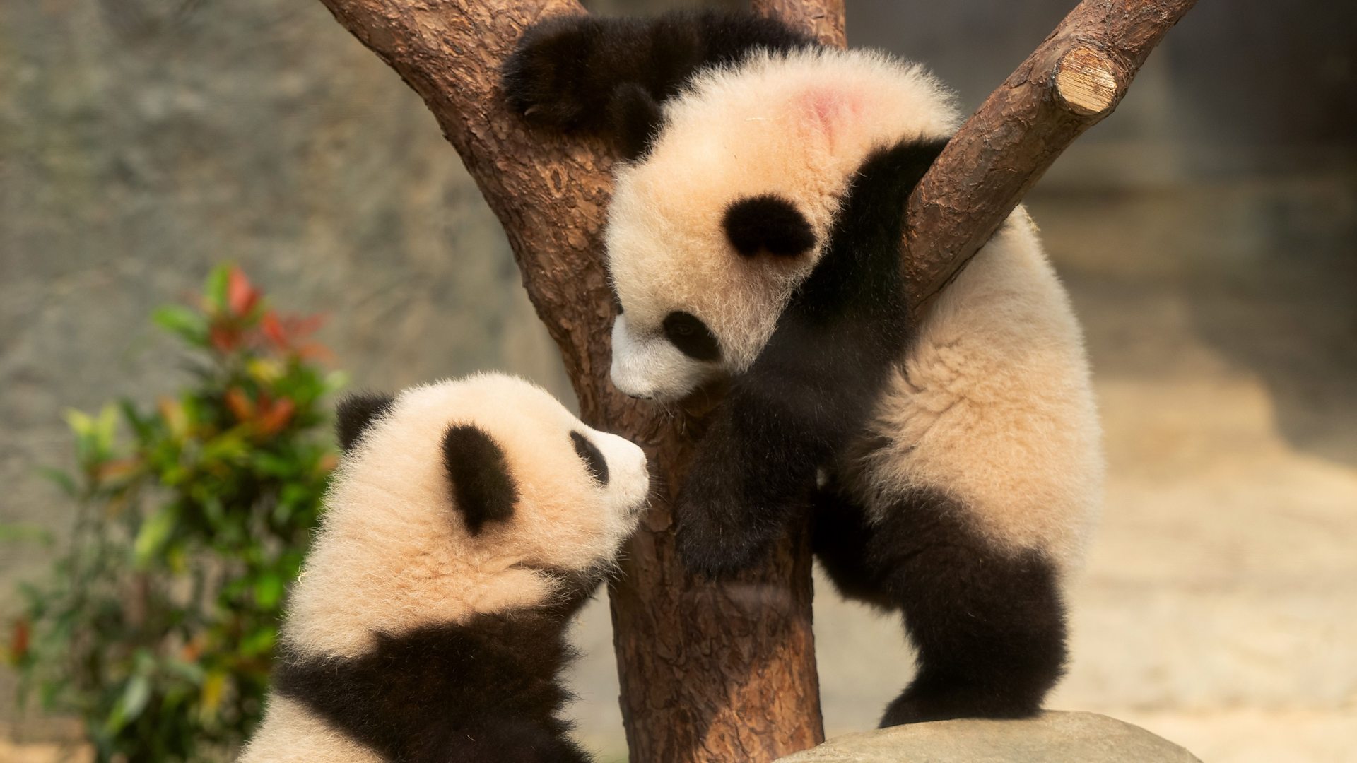 jumeaux - Panda-stique ! Les jumeaux attirent des centaines de visiteurs lors de leurs débuts