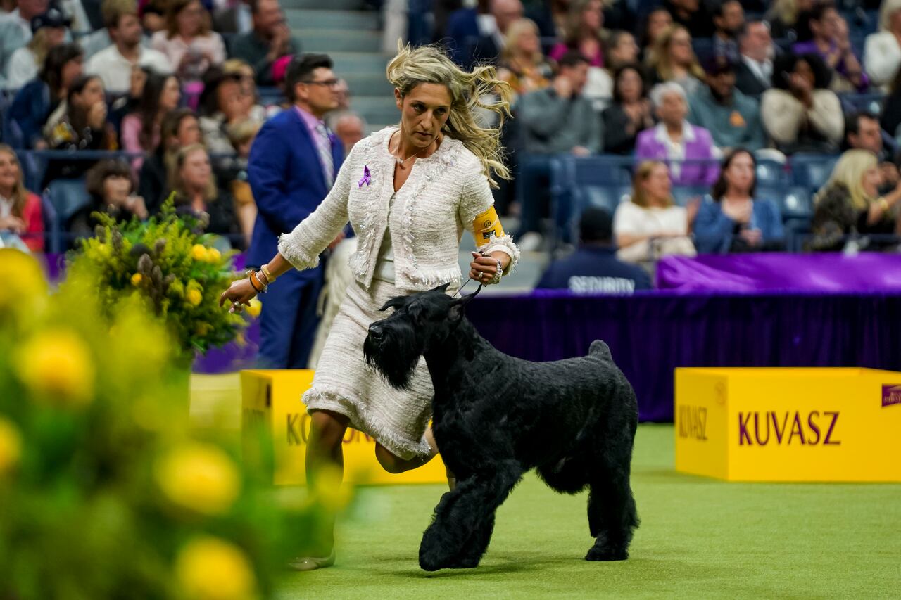 Schnauzer - Un Giant Schnauzer nommé Monty remporte le Best In Show au Westminster Kennel Club Dog Show