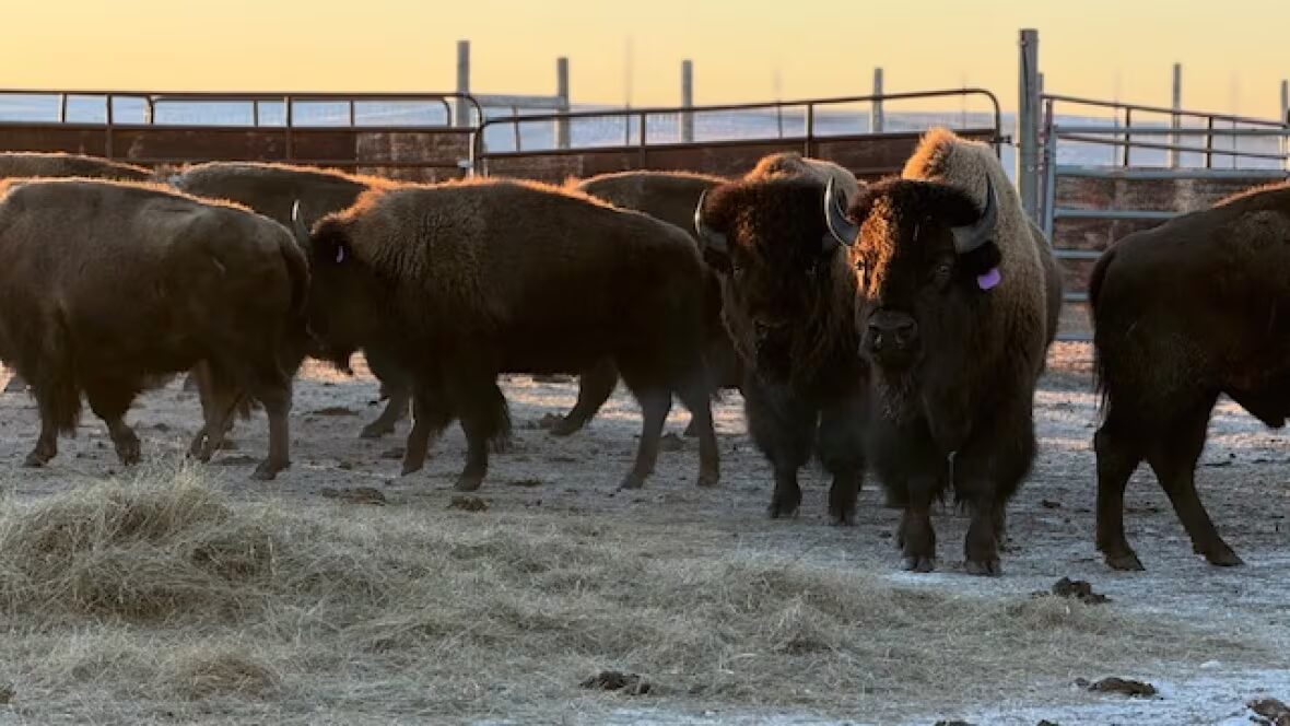 bisons - Une collaboration entre nations permet l'arrivée des bisons de Yellowstone au Canada pour la première fois