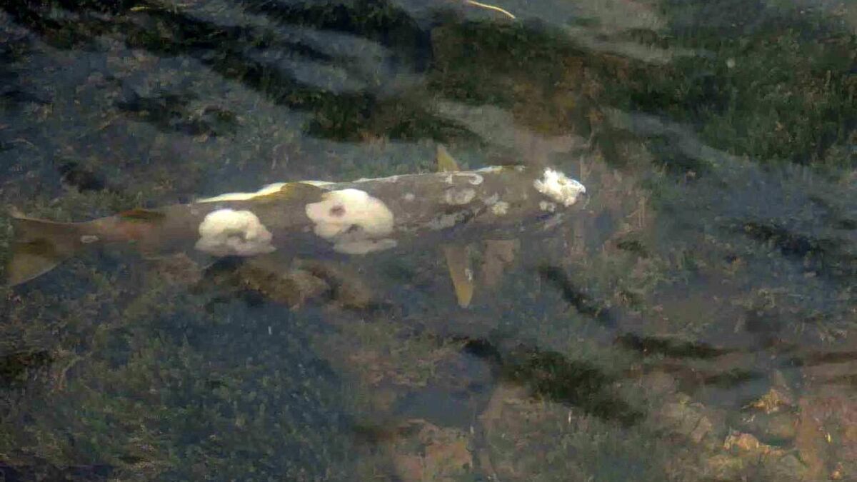 Poissons - Une Dégradation Des Milieux Aquatiques : Pourquoi Les Poissons Du Doubs Sont-Ils Victimes Du Comté ?