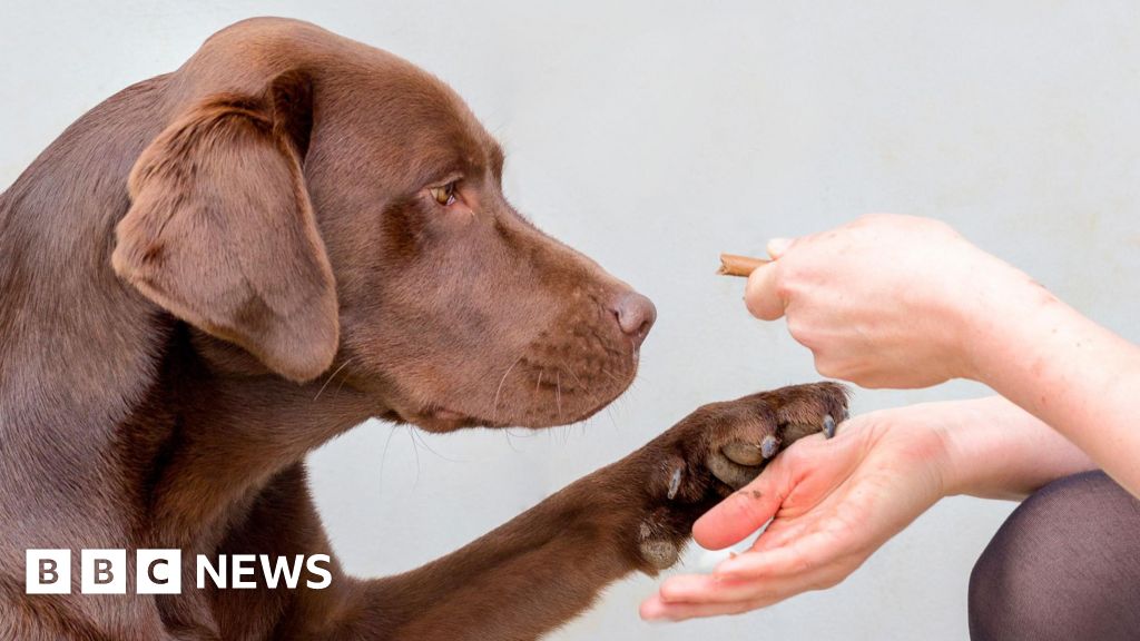 Labradors - Une prédisposition génétique à trop manger découverte chez les Labradors et les humains