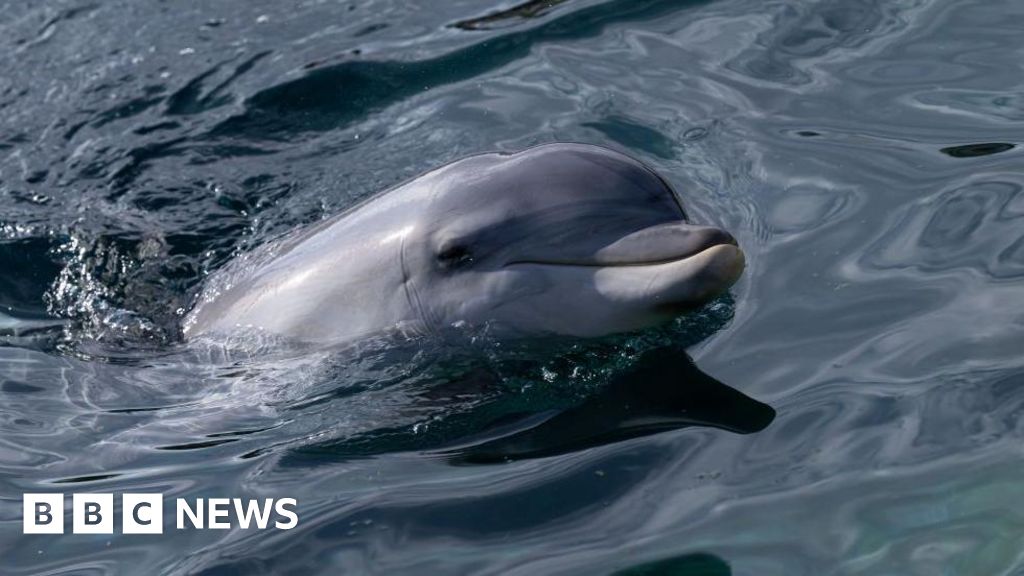 parc - Le parc marin des États-Unis sous enquête pour des préoccupations relatives au bien-être animal