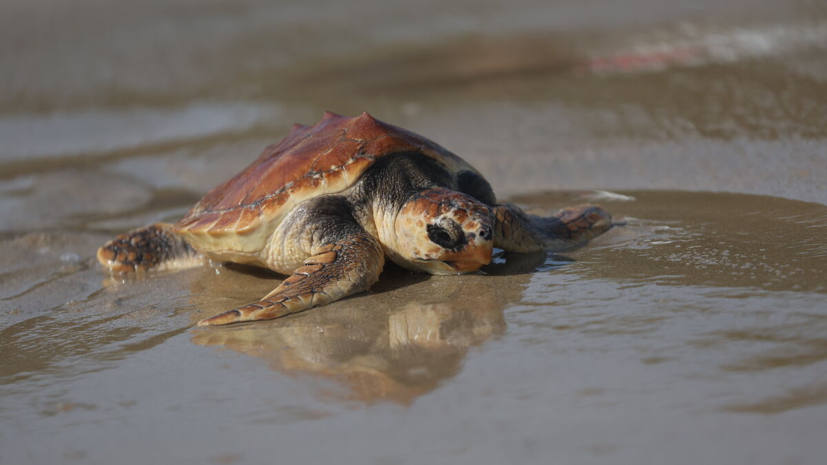 braconnage - 70 kg de viande de tortue saisie… Un homme interpellé « en flagrant délit de braconnage » à Mayotte