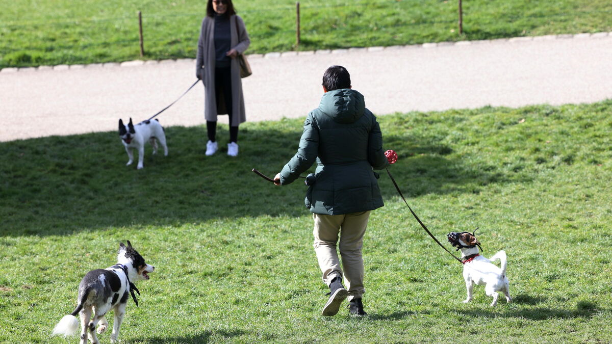 Chiens - Chiens agressifs et maîtres armés : à Paris, une bagarre entre animaux se termine dans le sang
