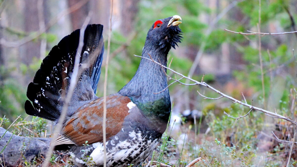 tétras - « Sept sur neuf sont morts en moins d'un an » : dans les Vosges, la réintroduction des grands tétras soulève des questions