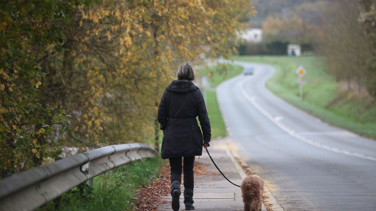 poulet - « Ils vomissaient et convulsaient » : 10 chiens et 4 chats meurent empoisonnés par du poulet piégé à Roissy-en-Brie