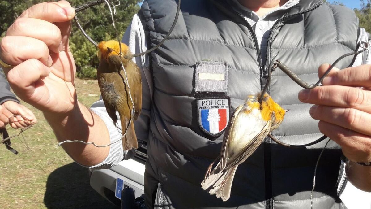 braconnage - Var : Un retraité condamné en appel à six mois de prison avec sursis pour braconnage de milliers de rouges-gorges