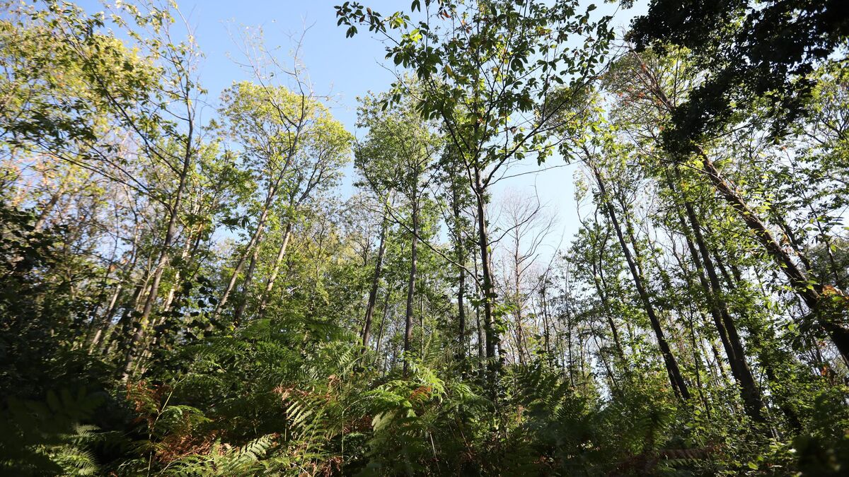 Calvaire - « Il M’a Dit : Pars ! Mais Je Me Suis Accroché » : Le Calvaire de Maël, 6 Ans, Abandonné par Son Père en Forêt