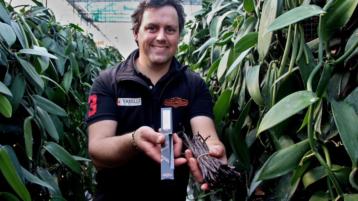 vanille - « Elle a une texture très brune et grasse » : la première vanille de métropole provient de Bretagne !