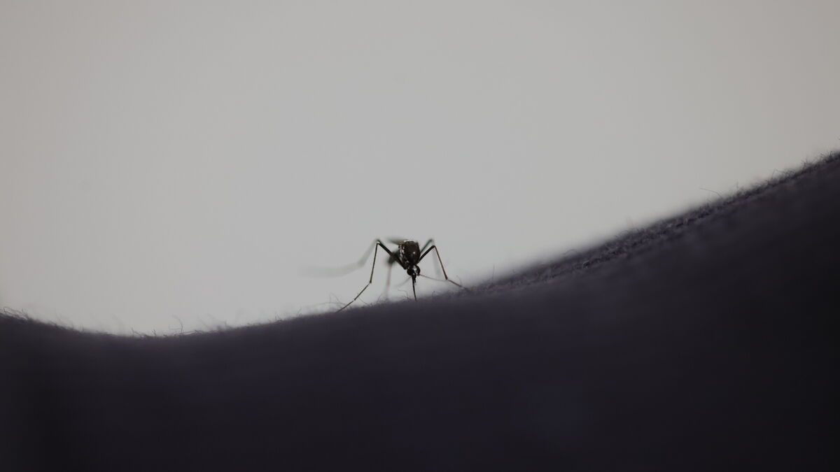 vaccination - Chikungunya : L’épidémie s'intensifie à La Réunion, les seniors prioritaires pour la vaccination