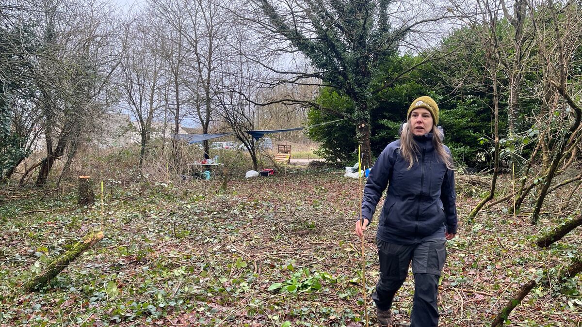 graines - Adeline Ramasse des graines en forêt pour faire naître des arbres « adaptés à notre environnement »