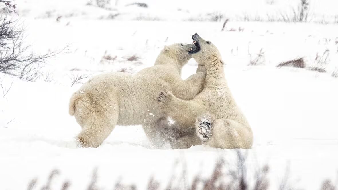 écotourisme - Le Manitoba annule les permis d'écotourisme pour les ours polaires d'une entreprise dirigée par un candidat à la direction du PC