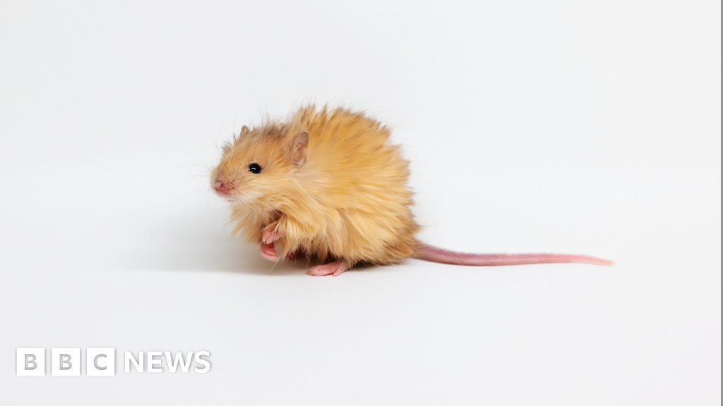 Souris - Souris laineuses conçues pour créer des éléphants semblables aux mammouths