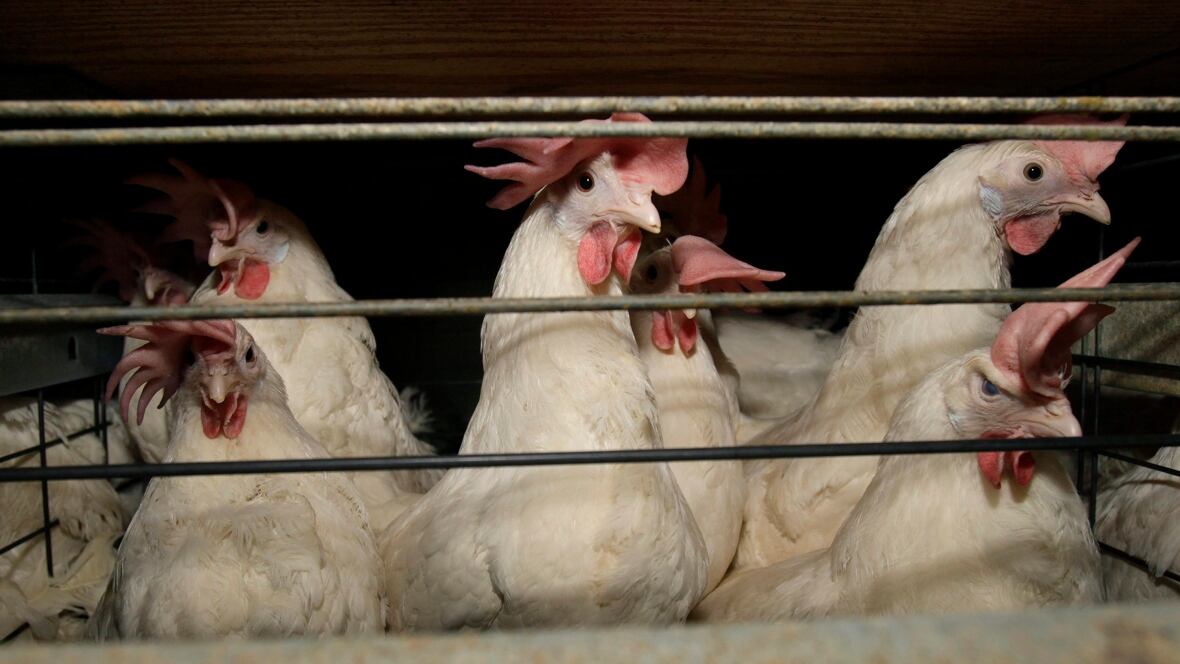 grippe - Les États-Unis signalent la première épidémie mortelle de grippe aviaire H7N9 depuis 2017