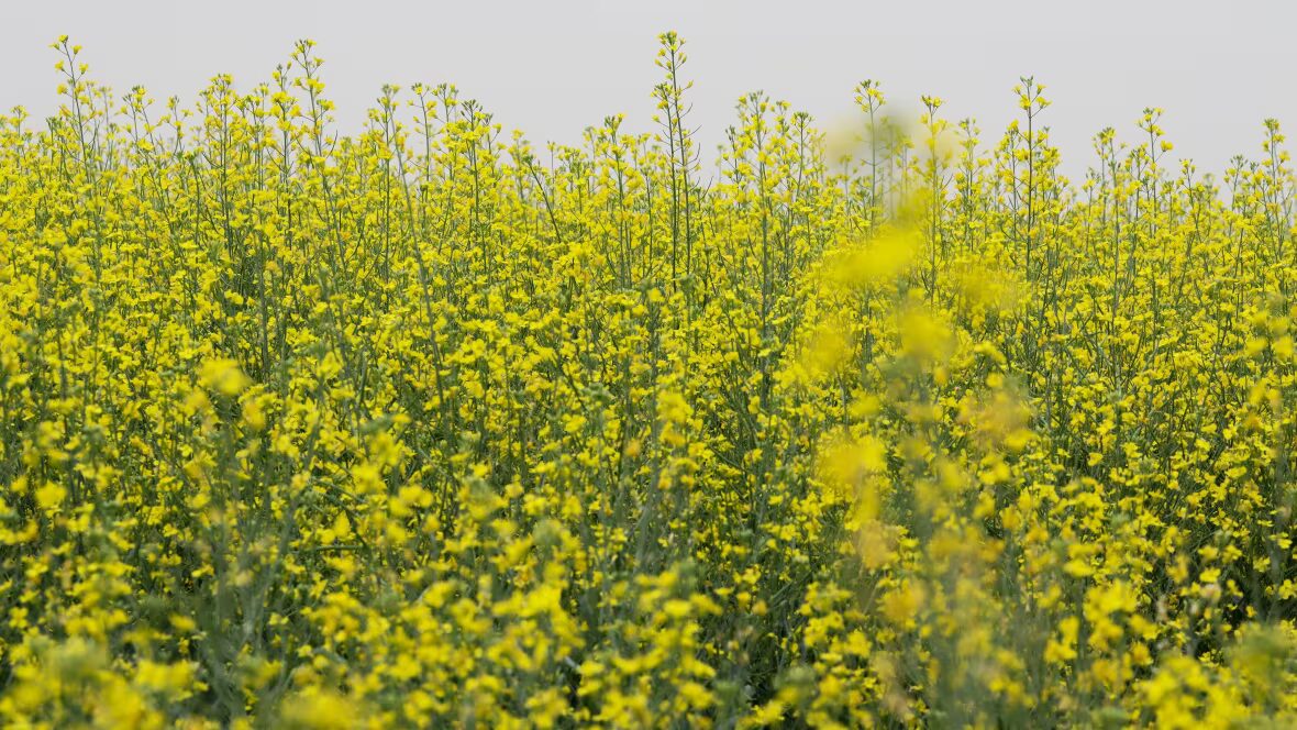 canola - Les producteurs de canola de la Prairie se préparent à des droits de douane 'dévastateurs' de 100 % en provenance de Chine.
