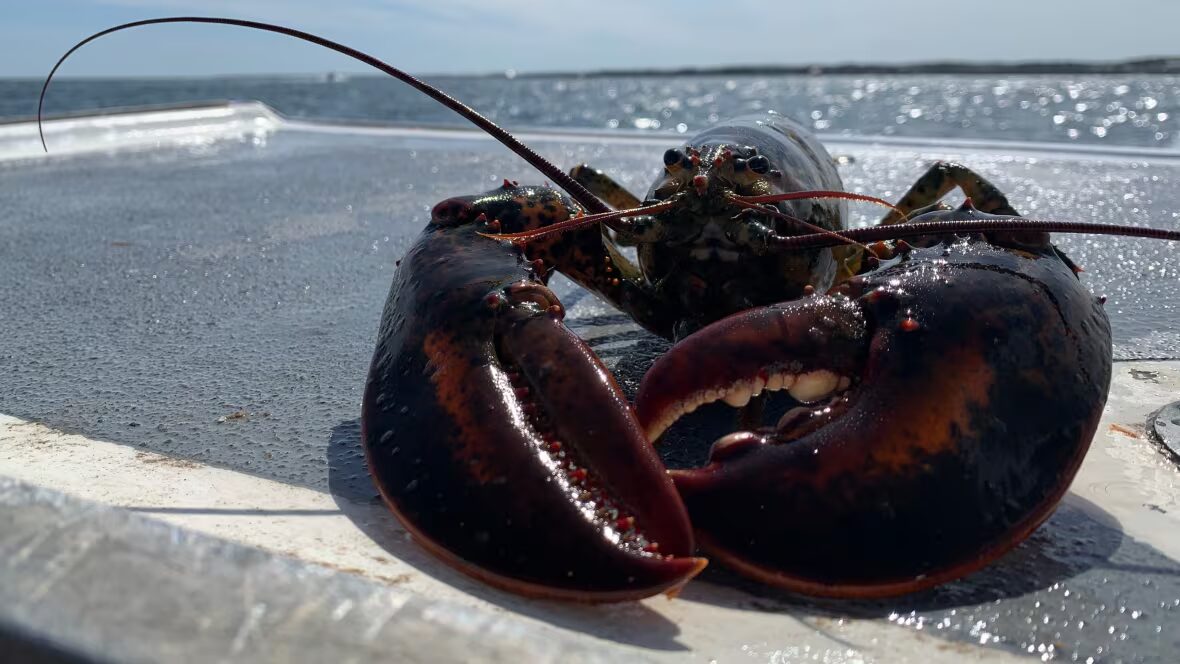 homards - Les nouvelles taxes sur les fruits de mer en Chine ajoutent à la 'folie', déclare l'Organisation des homards