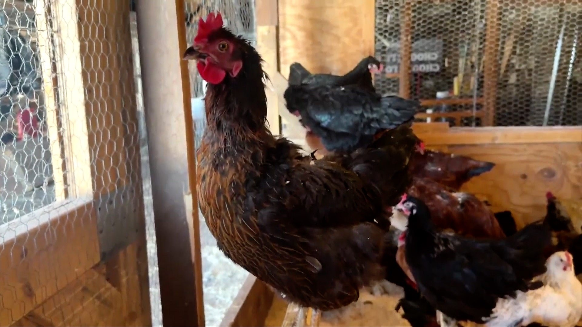 poules - L'augmentation des prix des œufs aux États-Unis déclenche une tendance à la location de poules
