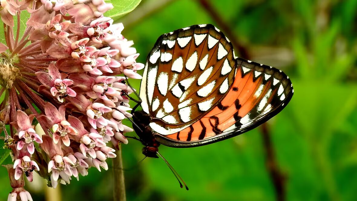 papillons - Des scientifiques émus par la perte massive de papillons aux États-Unis