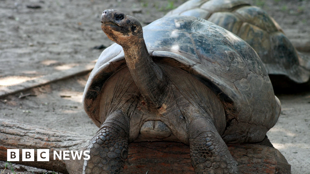 tortues - Les tortues du zoo deviennent des parents pour la première fois... à environ 100 ans