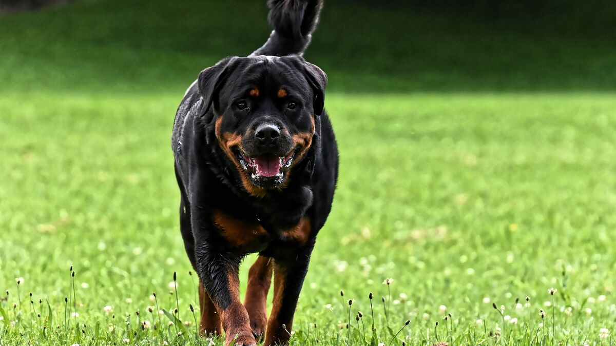 chien - Un homme gravement blessé après avoir été mordu par son chien croisé Rottweiler