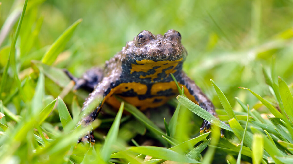Crapaud - Ventre Jaune et Pupilles en Forme de Cœur : Un Crapaud Devenu la Mascotte du Parc Naturel de la Montagne de Reims