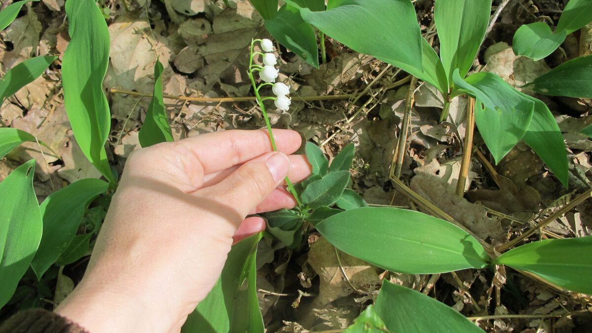 muguet - « Certains secteurs sont pillés » : Le trafic de brins de muguet peut entraîner des amendes allant jusqu'à 45 000 euros.
