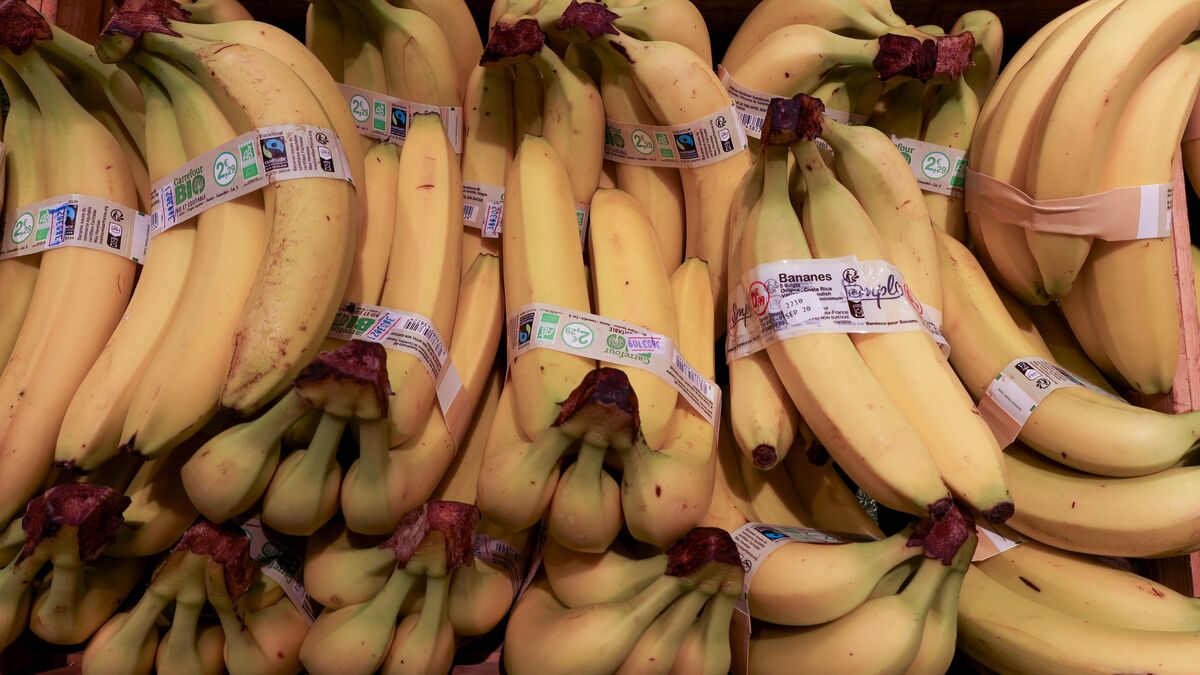 Cocaïne - Cocaïne Découverte Dans Des Bananes Prêtes à Être Vendues Dans Plusieurs Supermarchés Aux Pays-Bas