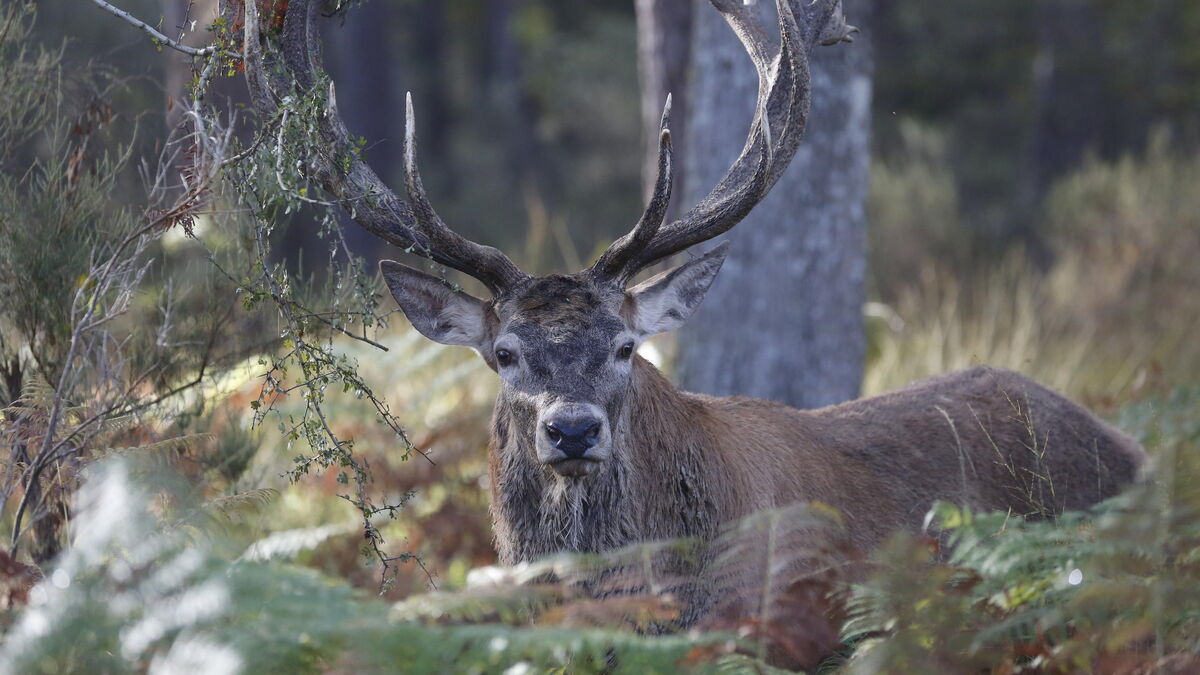 cerfs - Des chasseurs du Jura prêts à saisir la justice pour protéger les cerfs