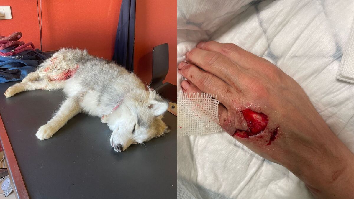 Bully - « C’était une boucherie » : Un couple violemment attaqué et blessé par un American Bully, leur chiot entre la vie et la mort