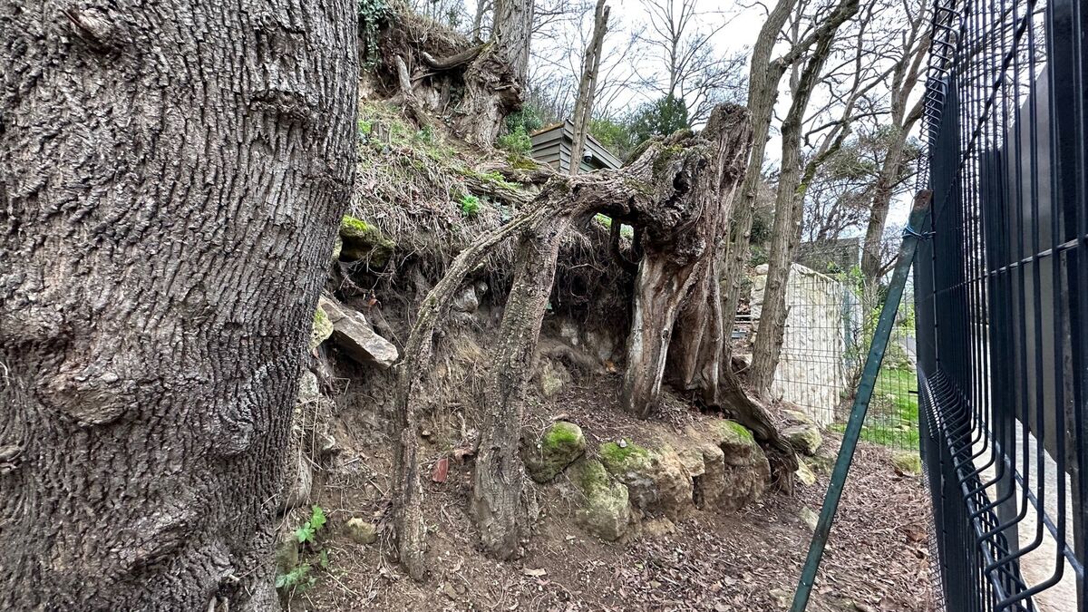Racines - Racines peintes par Van Gogh à Auvers-sur-Oise : la justice confirme qu’elles se trouvent sur un terrain privé