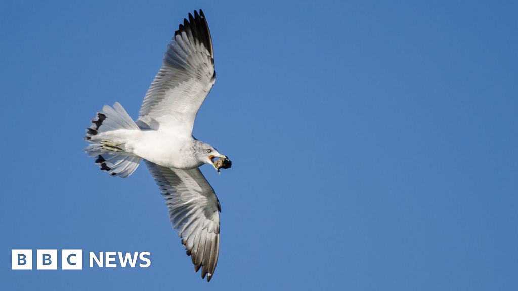 mouette - Une mouette lâchant des pierres ferme un bâtiment universitaire