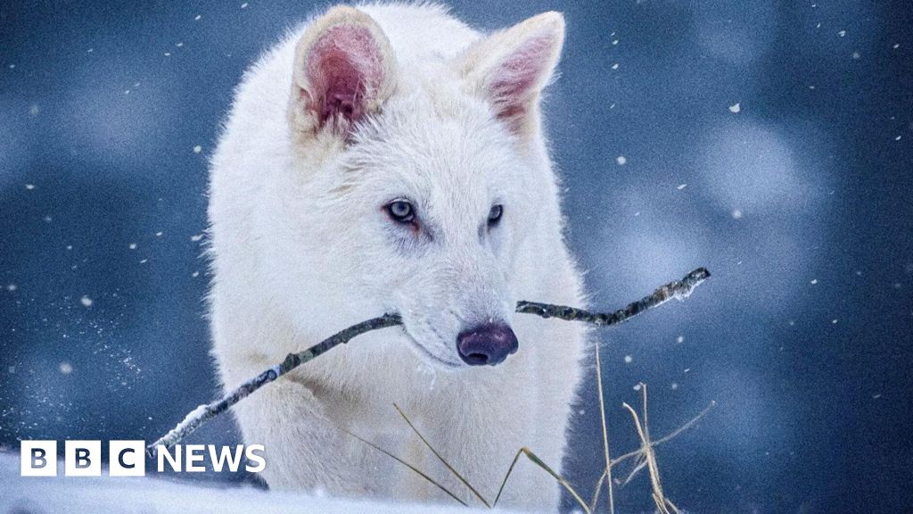 loup - Des experts contestent les affirmations sur le retour à la vie du loup dire