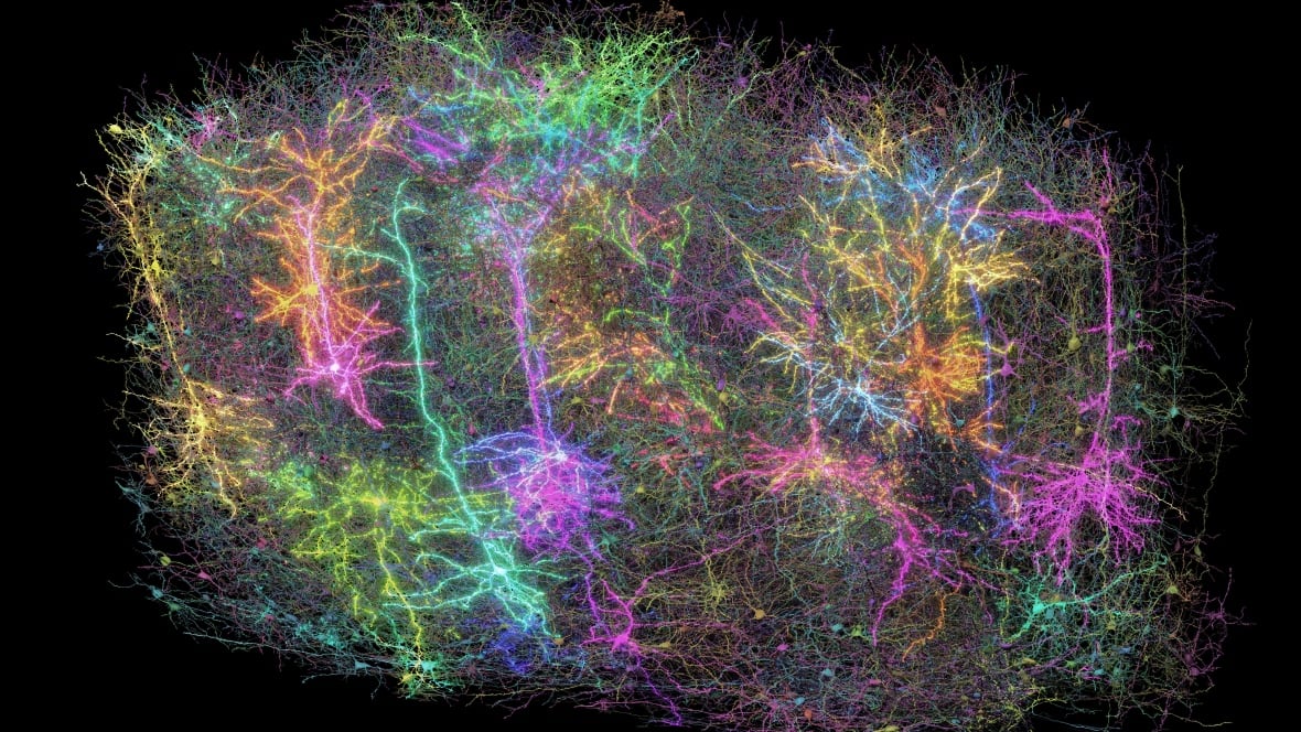 carte - Ce n'est pas une galaxie — c'est une carte du cerveau d'une souris
