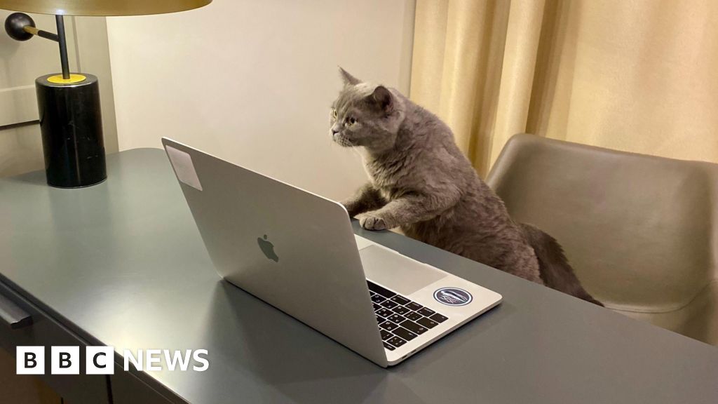 Poste - Lait Frais et Musique Classique : Une Entreprise Propose un Poste Lucratif de Gardiennage de Chats au Bureau